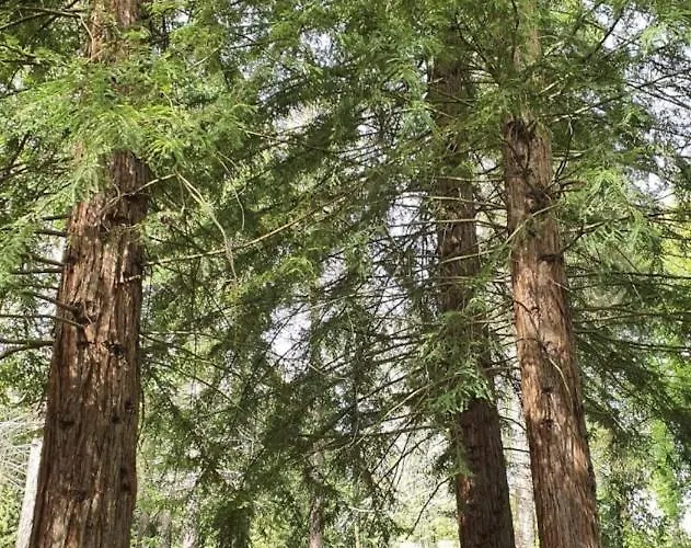 Domizil-kaiserstuhl Feriehus *
